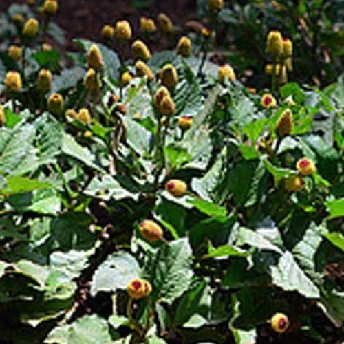 Irani Akarkara Contract Farming