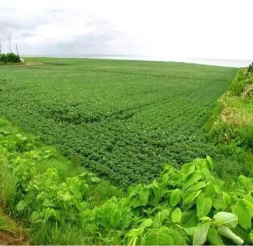 Medicinal Plants Cultivation Training