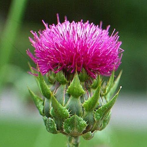 Milk Thistle Contract Farming