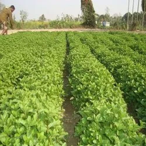 Mint Contract Farming