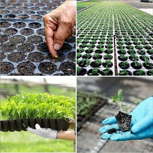 Nursery Seed Production Training