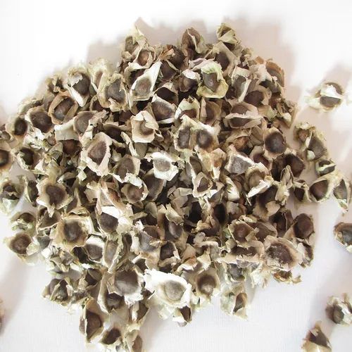 Odc Moringa Seeds