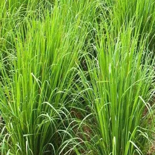 Palmarosa Contract Farming