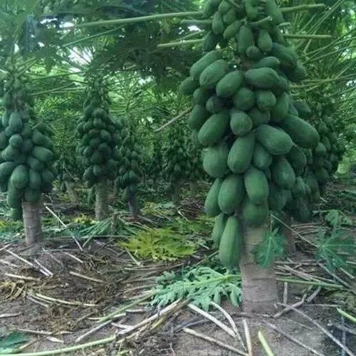 Papaya Contract Farming