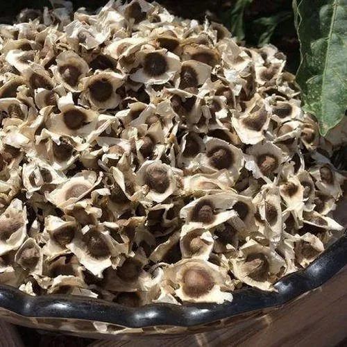 Organic PKM1 Moringa Seeds Raw, Packaging Type : Plastic Packet
