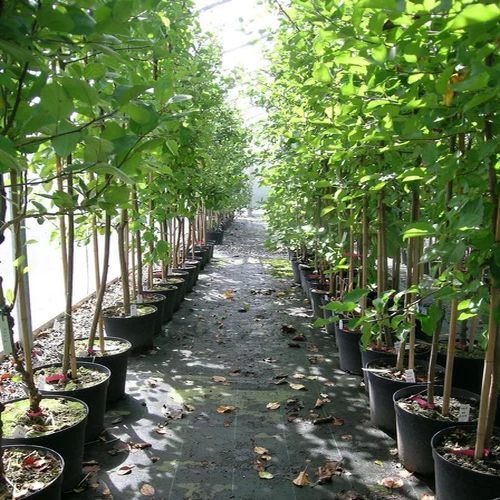 Poplar Contract Farming