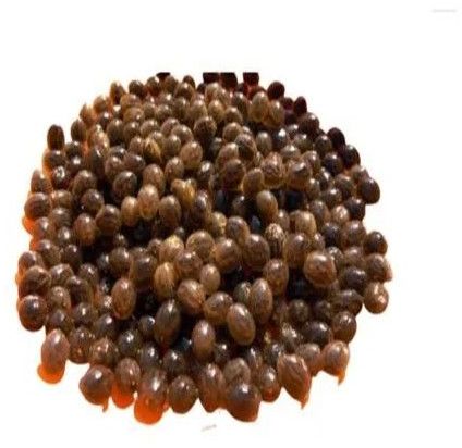 Organic Red Lady Scratch Papaya Seeds, Seed Type : Hybrid