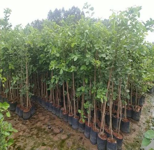 Red Sandalwood Contract Farming