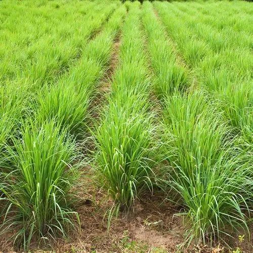 Shatavari Contract Farming