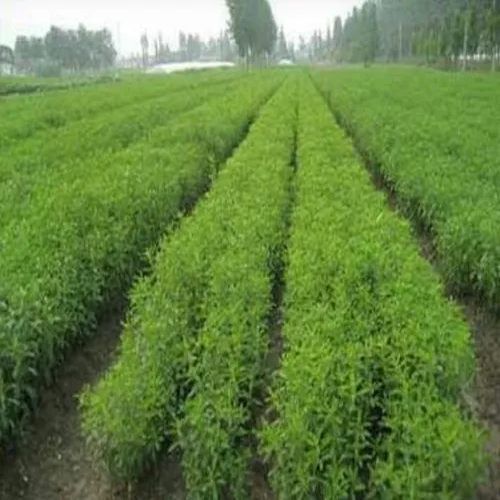 Sim Pushti Contract Farming