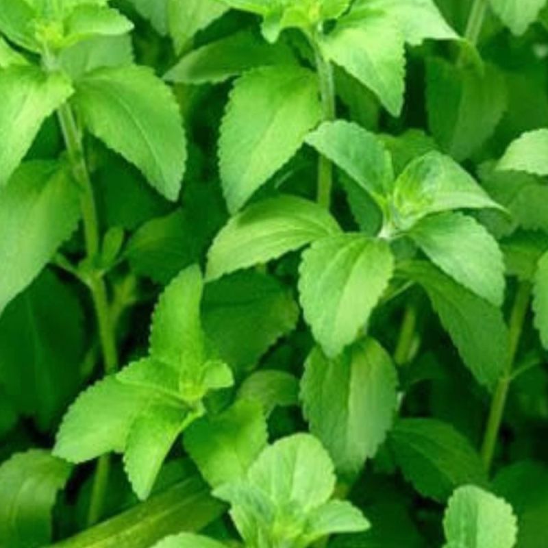 Stevia Contract Farming