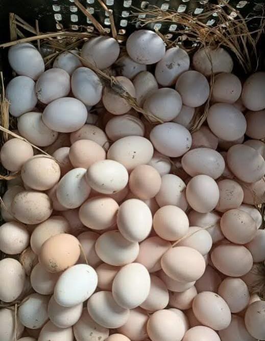 Brown Sonali Murgi Eggs