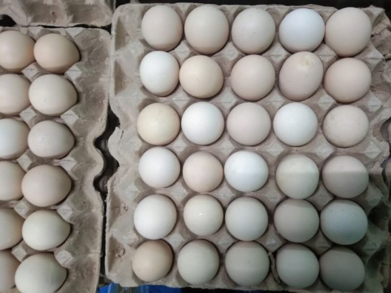 Kadaknath Table Eggs