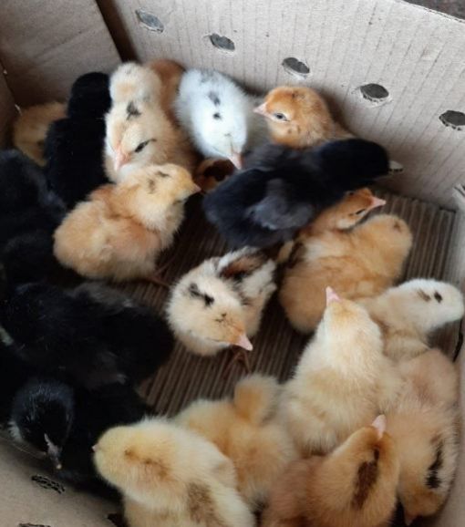 Kaveri Day Old Chicks
