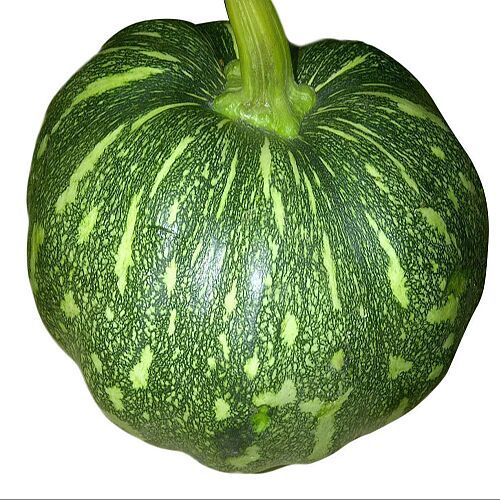 A Grade Fresh Green Pumpkin