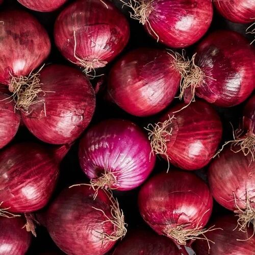 A Grade Fresh Red Onion, Packaging Type : Mesh Bags