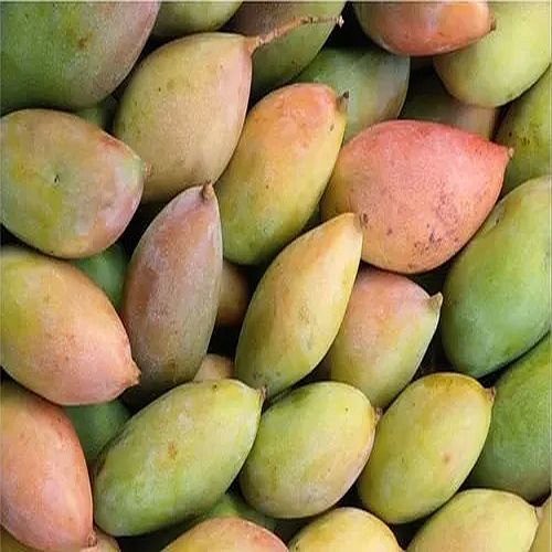 A Grade Fresh Totapuri Mango, Color : Yellow