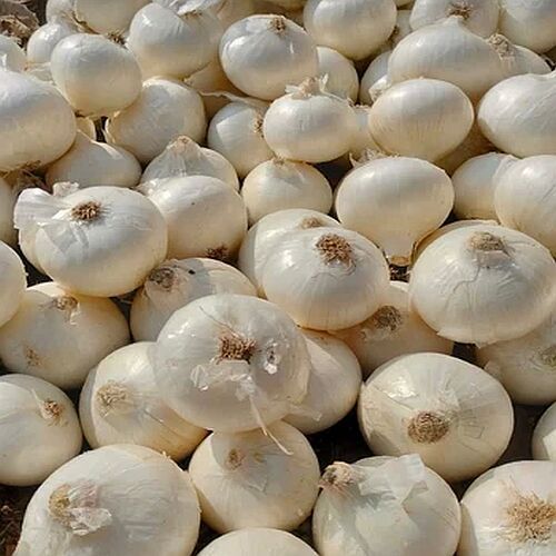A Grade Fresh White Onion