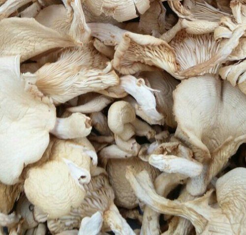 Organic Dry Oyster Mushroom, Packaging Size : 1Kg Loose