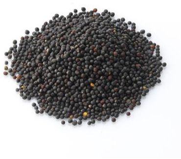 Rapeseed, Color : Black