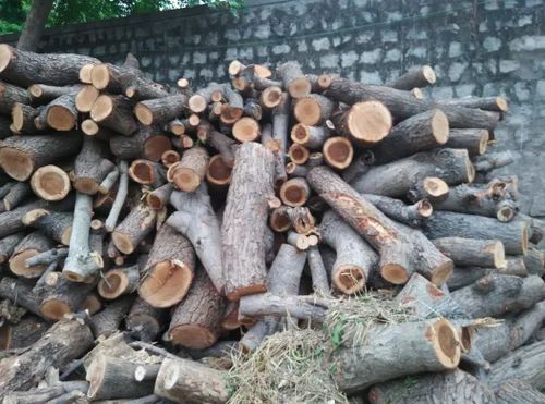 Tamarind Wood Logs for Woodworking, Furniture Making