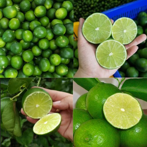 Natural Seedless Lemon, Packaging Type : Green