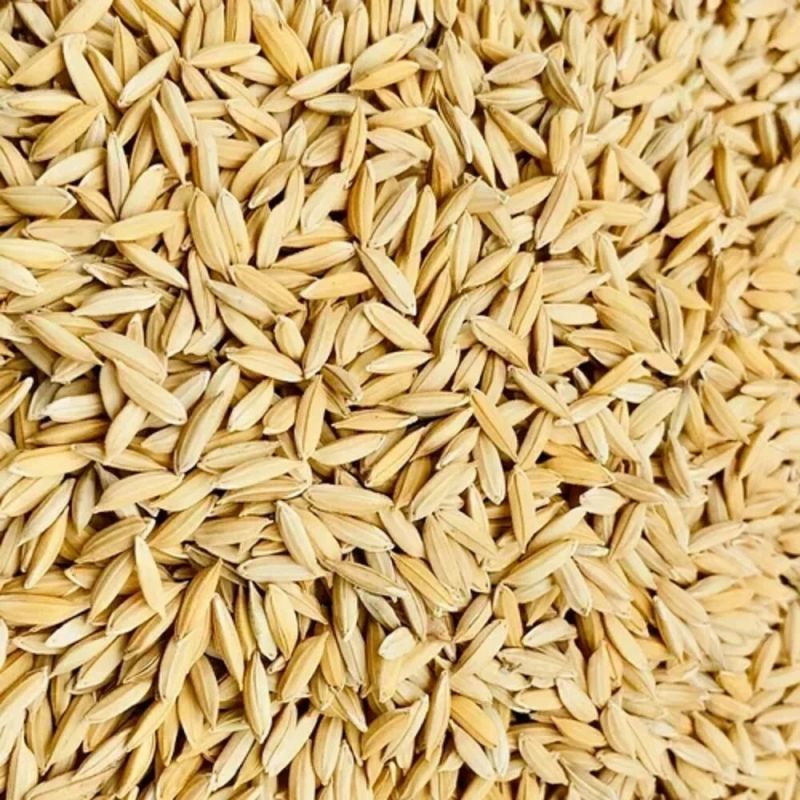 paddy seeds