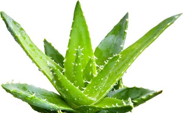 aloe vera leaf