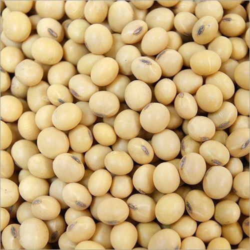 Soybean Seeds, Packaging Type : 40kg Bag, Purity : 98%
