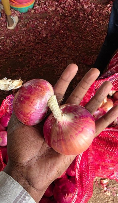Red Nashik Onion