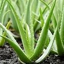 Organic Aloe Vera for Skincare, Sunburn Relief