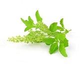 Organic Tulsi Leaves For Relaxation Stress Relief