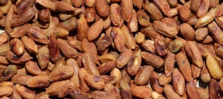 Neem Seed Kernel, Color : Brown for Natural Pesticide Fertilizer