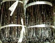 Vanilla Beans, Packaging Type : Jute Bag