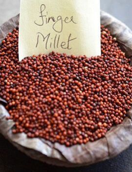 finger millet