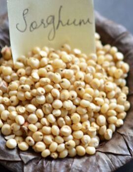 Sorghum Seeds