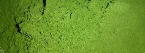 Organic Dry Moringa Leaves Powder