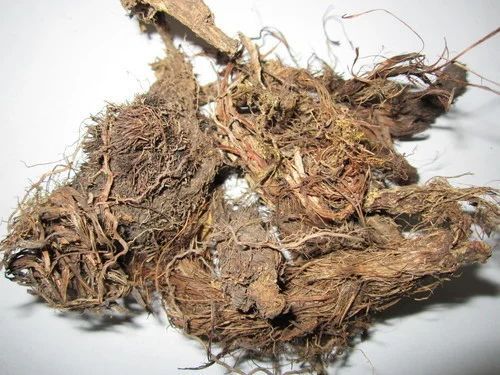 brown nardostachys jatamansi root extract