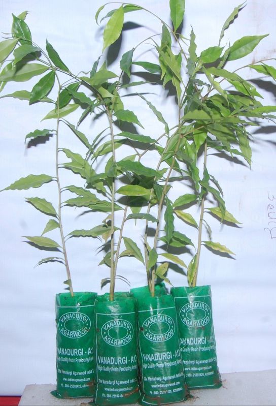 green naked agarwood plants