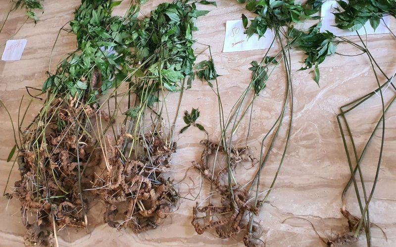 Panax Wild Ginseng Roots