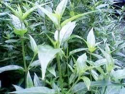 Swertia Chirata Plant