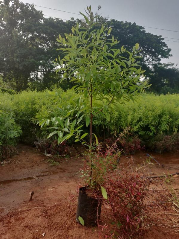 Well Watered Well Drained Santalum Album White Sandal Wood Plant