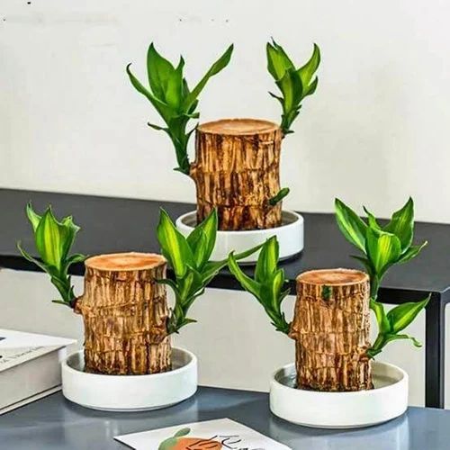 Wooden Brazilian Wood Plant