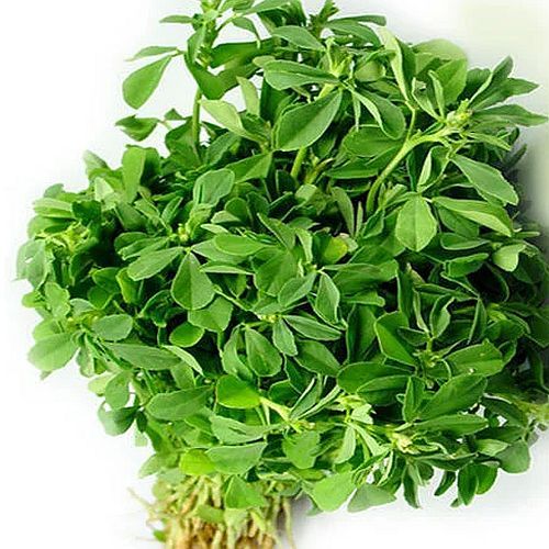 A Grade Green Fresh Fenugreek Leaves