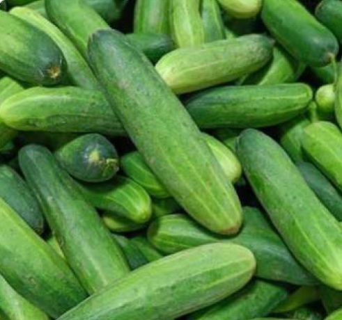 Fresh Green Cucumber