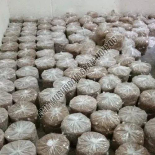 Organic Florida Mushroom Natural, Storage Tips : Cold Storage