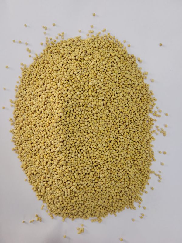 mustard seeds
