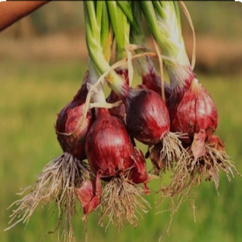 Artificial Jewelry, Packaging Type : Red