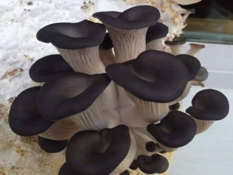 Black Oyster Mushroom Spawn