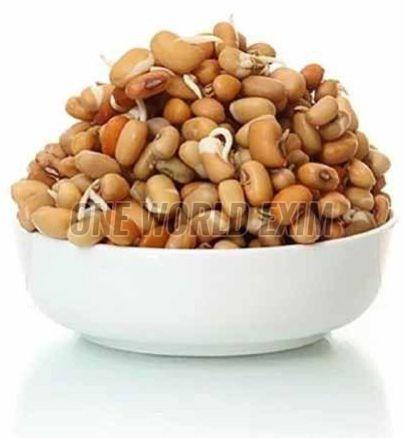 A Grade Cowpea Seeds